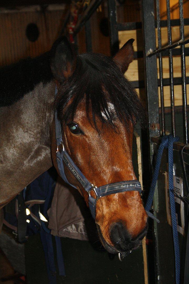 Irsk Sportspony Laney's Max - Velkommen til Max profil(:
- her er vi ved at sadle op i hans gamle stald<3 
- taget af MCL-foto (mig). billede 1