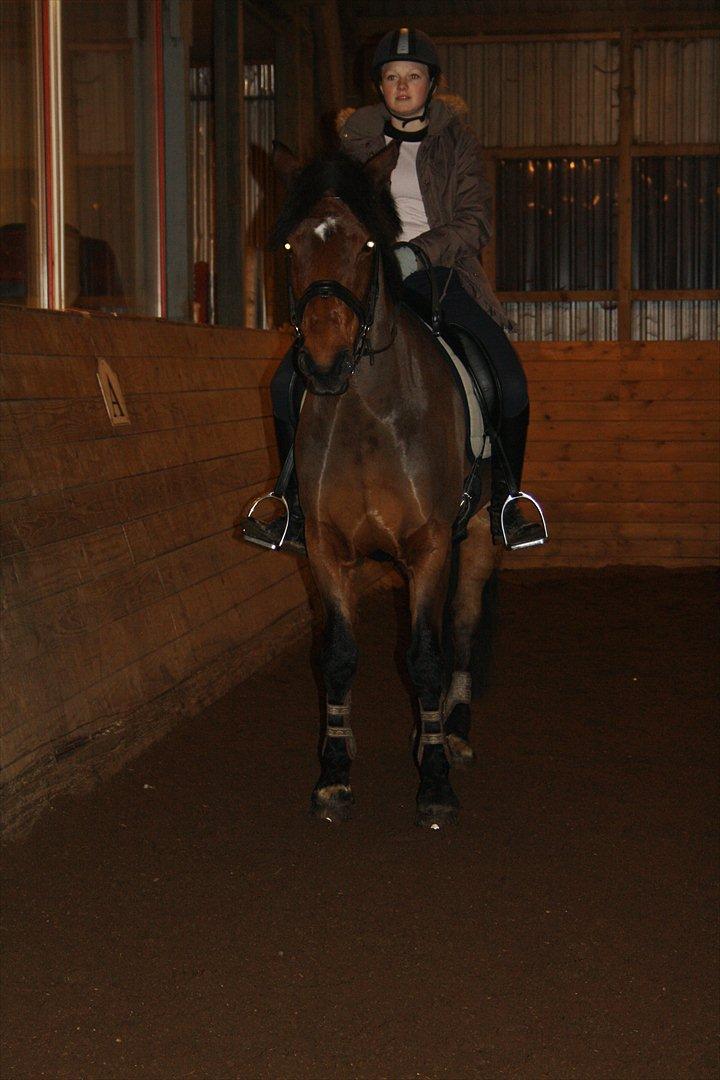 Irsk Sportspony Laney's Max - Max og jeg rider i det gamle ridehus, en af de første gang jeg red ham(: - vi rider uden glidetøjle nu :D 
- taget af AME-foto.  billede 3