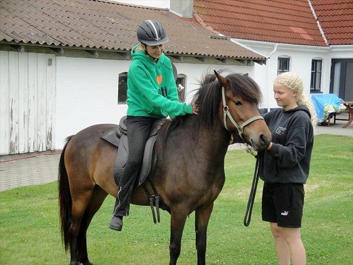 Islænder Ösp fra Vesterheden - 2010 billede 20