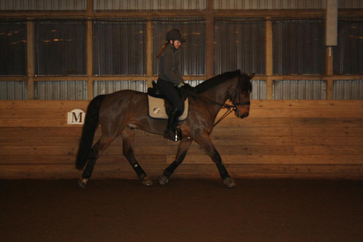 Irsk Sportspony Laney's Max - En af de første gange jeg red på Max(': - vi rider uden glidetøjle nu! 
- taget af AME-foto. billede 5