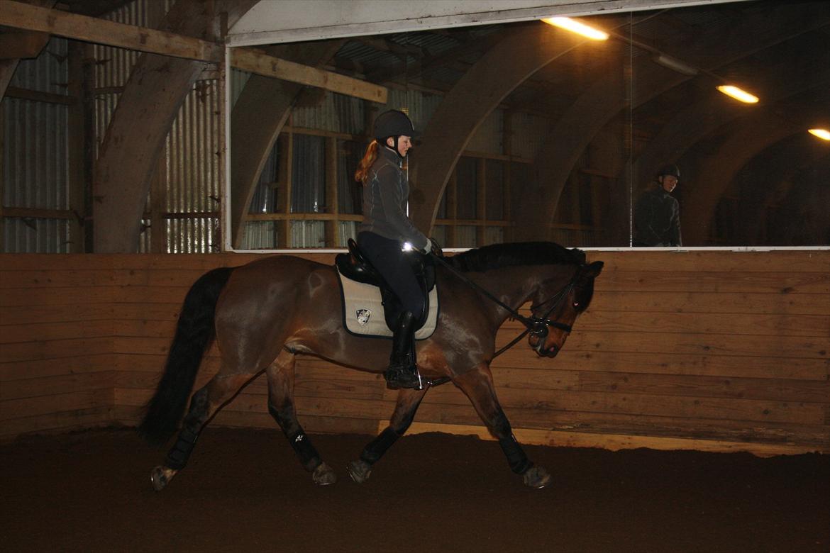 Irsk Sportspony Laney's Max - Mere dressur i det gamle ridehus(: <3
- taget af AME-foto billede 10