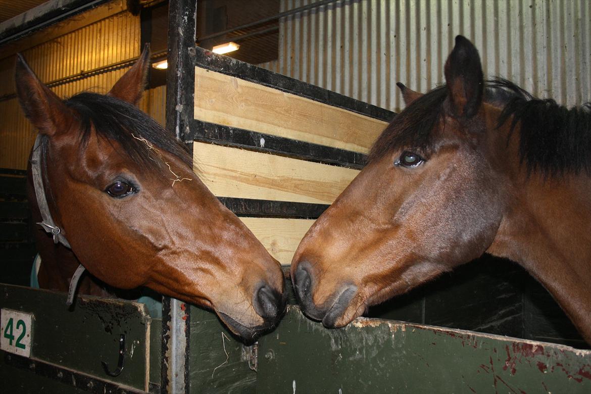 Irsk Sportspony Laney's Max - Max og Bonito hilser, den dag han kom<3 
- taget af MCL-foto (mig) billede 8