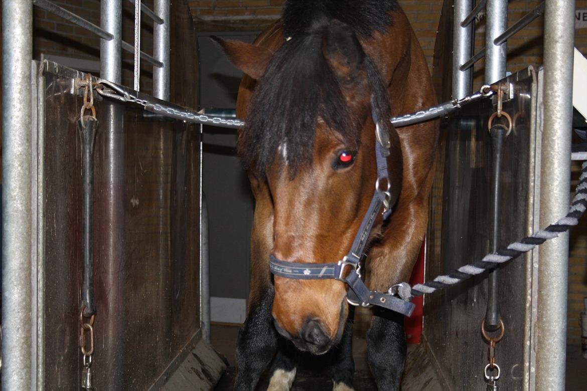 Irsk Sportspony Laney's Max - Max på skridtbånd i november(:
- taget af AME-foto. billede 12