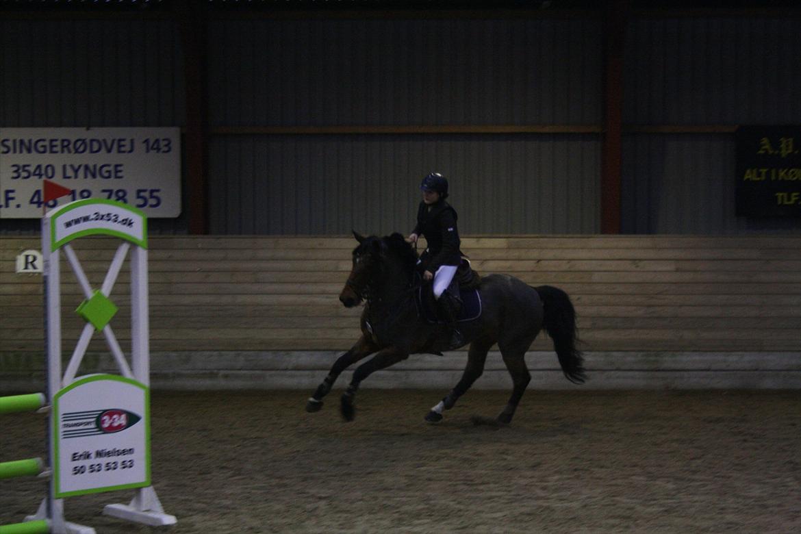 Irsk Sportspony Laney's Max - Max og Amira(ejer) til springstævne på ARK. I fuld galop :)
- taget af MCL-foto (mig). billede 13