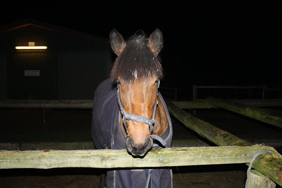 Irsk Sportspony Laney's Max - Max på vaskepladsen(: <3
- taget af MCL-foto (mig). billede 15