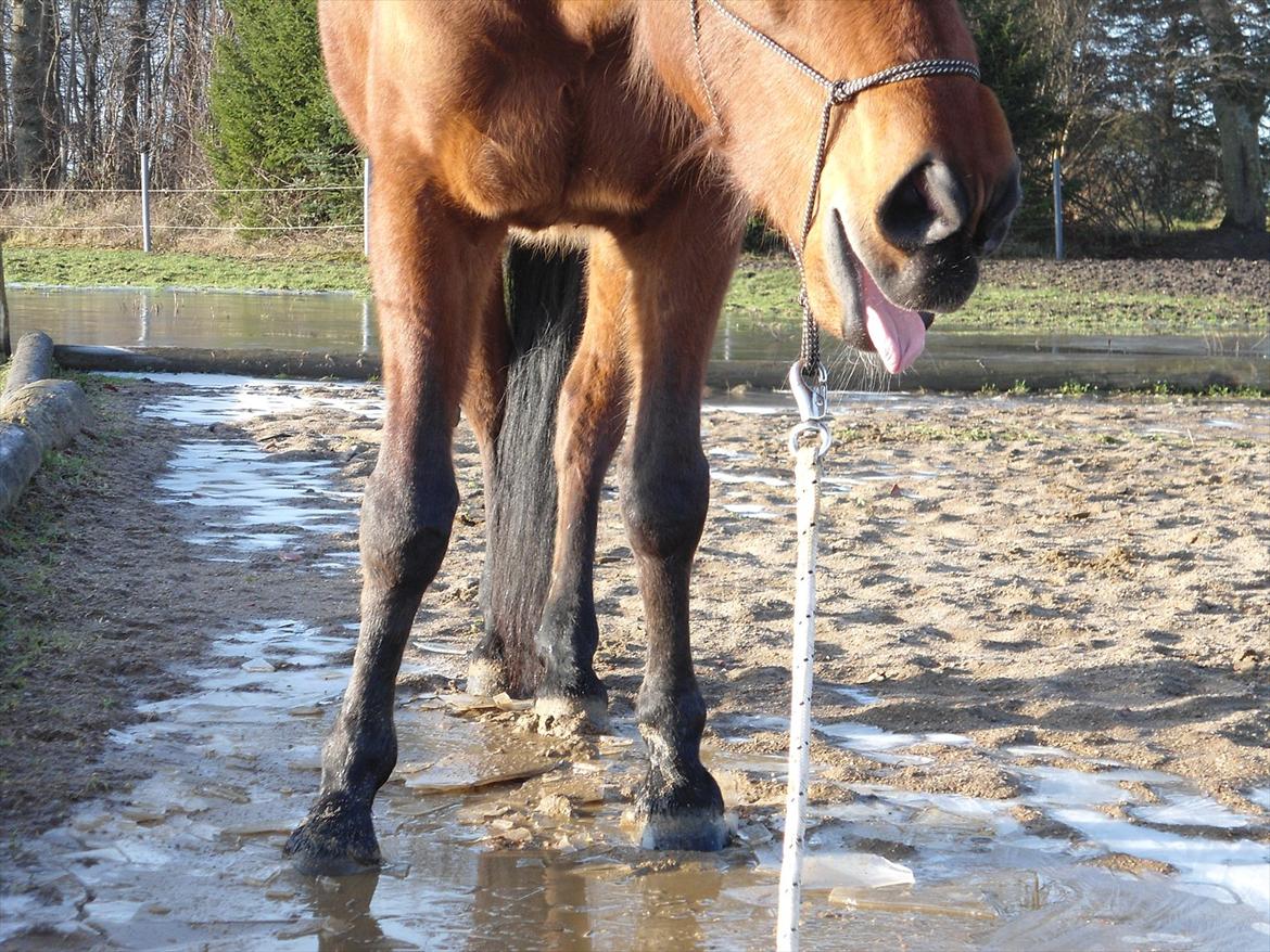 Standardbred Pettachi | Charlie - Foto: Mig | Rigtig grim krikke ;) billede 9