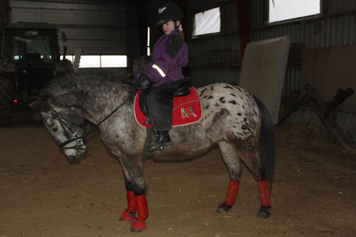 Knabstrupper Søholmgaards Sweet Sue billede 2