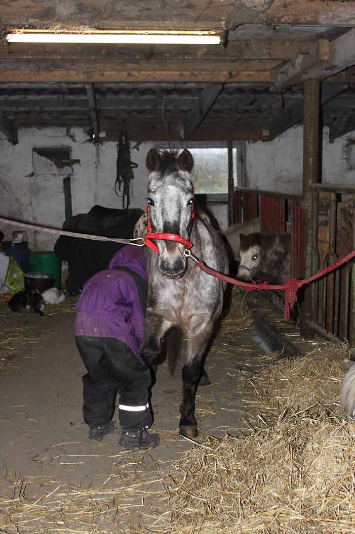 Knabstrupper Søholmgaards Sweet Sue billede 3