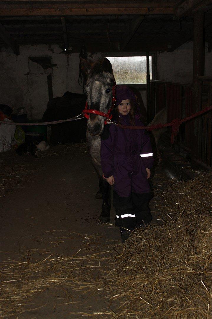Knabstrupper Søholmgaards Sweet Sue billede 4