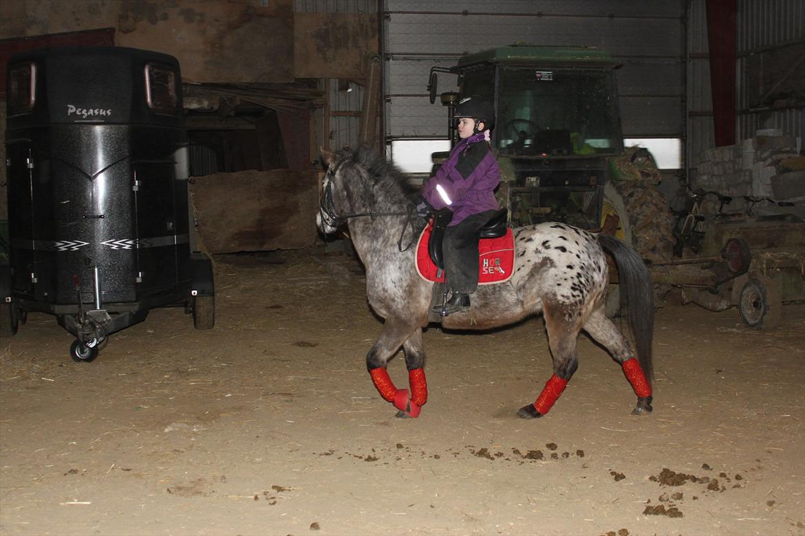 Knabstrupper Søholmgaards Sweet Sue billede 5