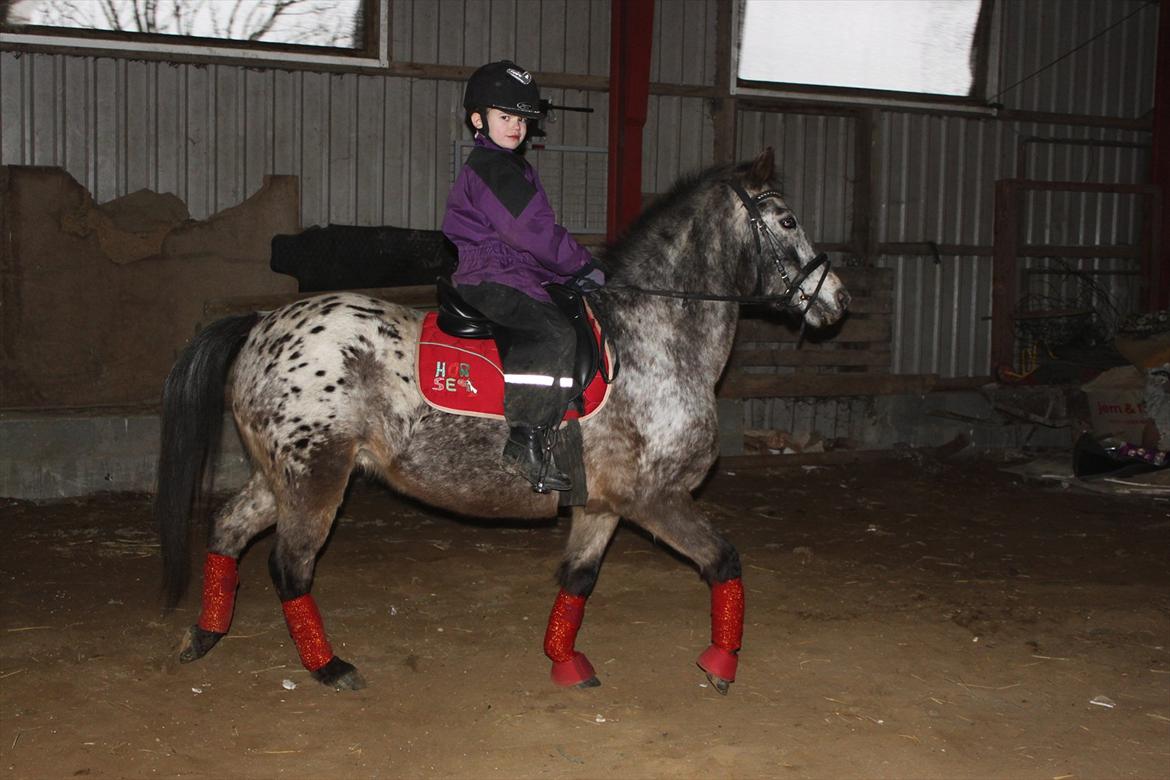 Knabstrupper Søholmgaards Sweet Sue billede 6