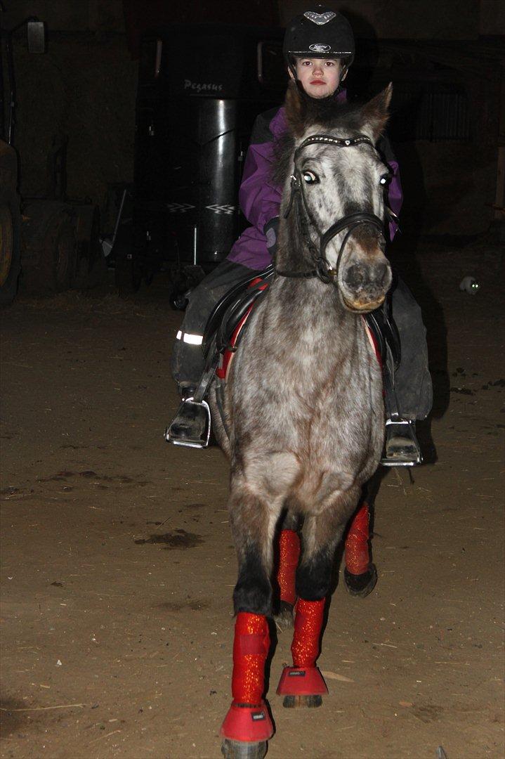 Knabstrupper Søholmgaards Sweet Sue billede 7