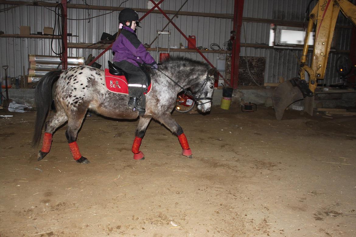 Knabstrupper Søholmgaards Sweet Sue billede 8