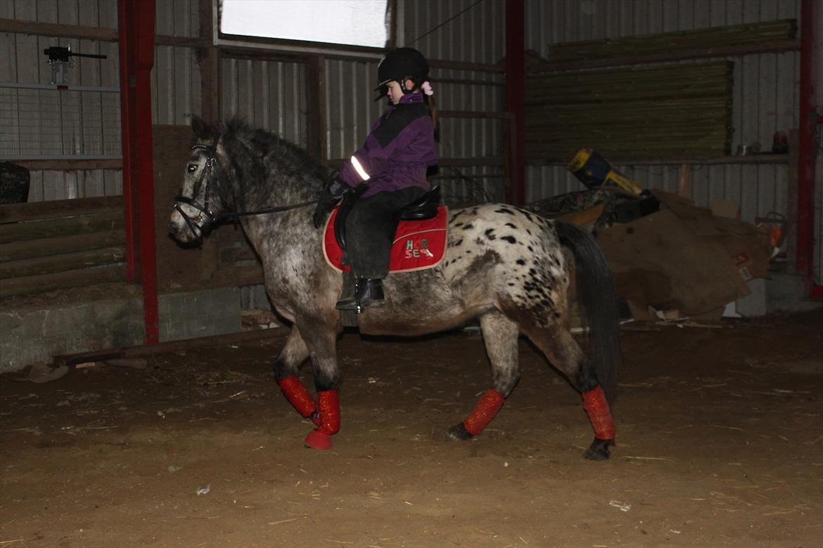 Knabstrupper Søholmgaards Sweet Sue billede 9