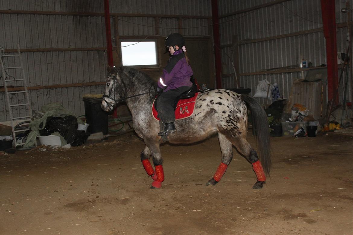 Knabstrupper Søholmgaards Sweet Sue billede 10