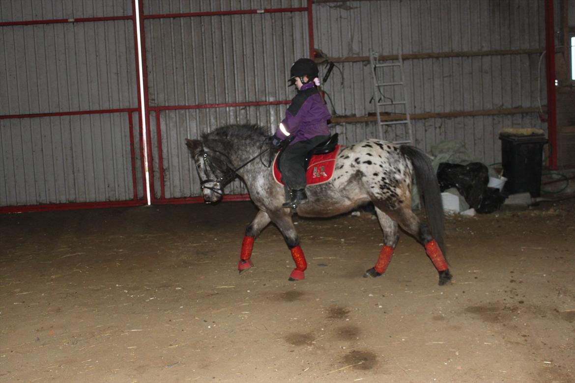 Knabstrupper Søholmgaards Sweet Sue billede 11