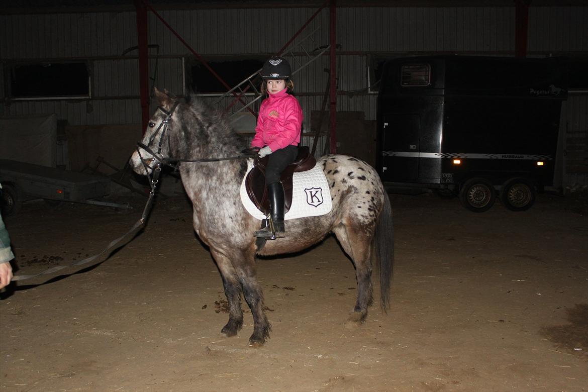 Knabstrupper Søholmgaards Sweet Sue billede 12