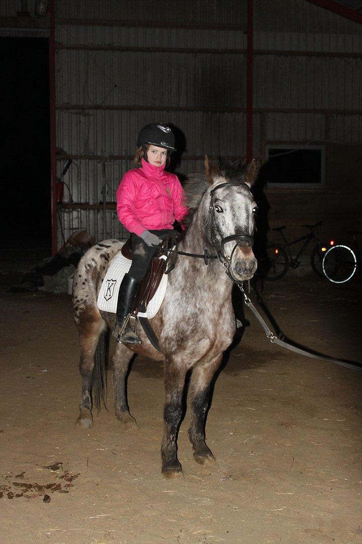Knabstrupper Søholmgaards Sweet Sue billede 13