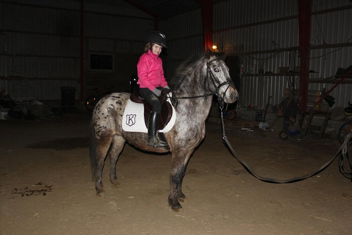 Knabstrupper Søholmgaards Sweet Sue billede 14