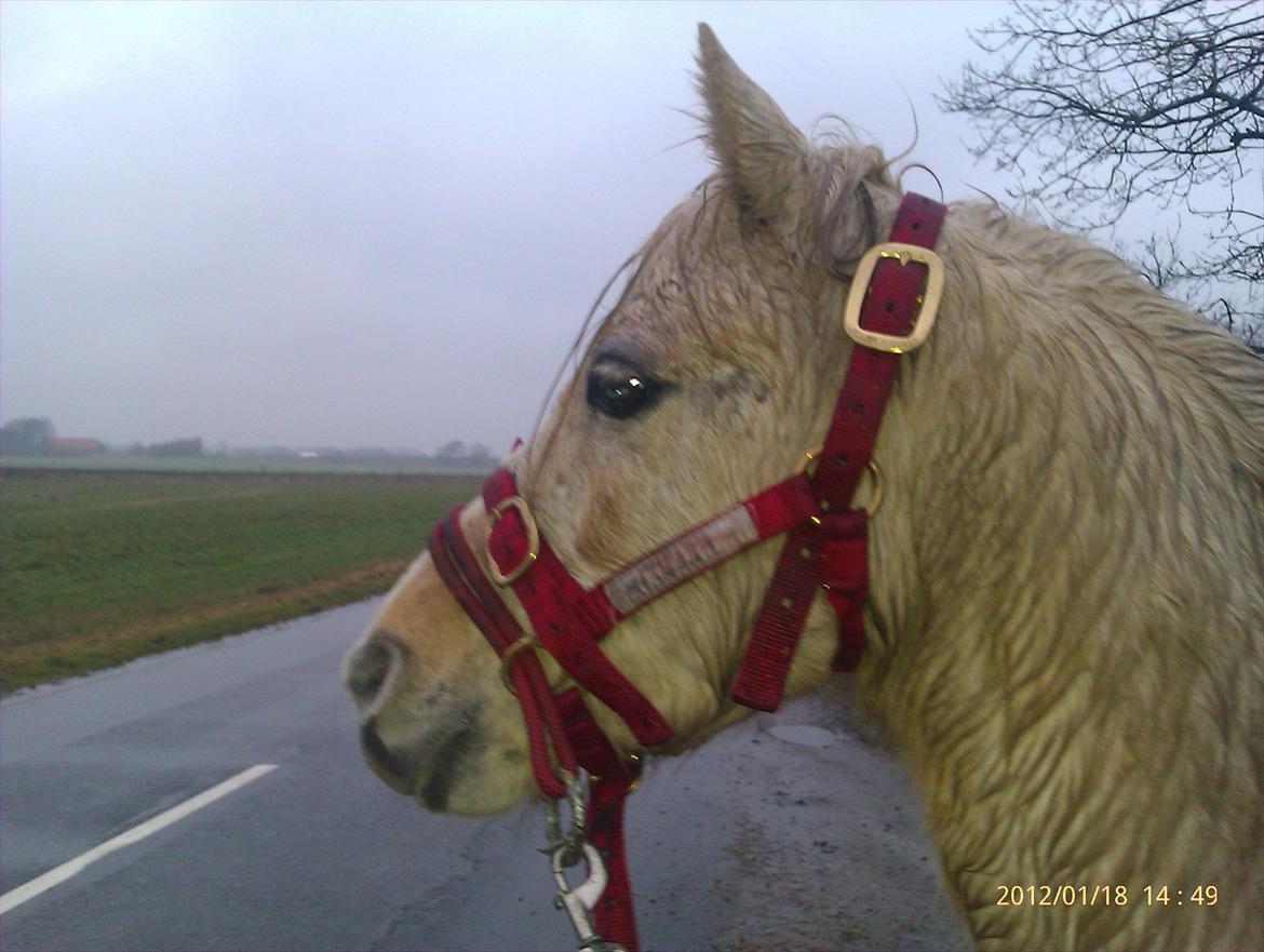 Welsh Partbred (Sec F) Amigo Tusindfryd "Fryd" - Venter på skolebussen! billede 11