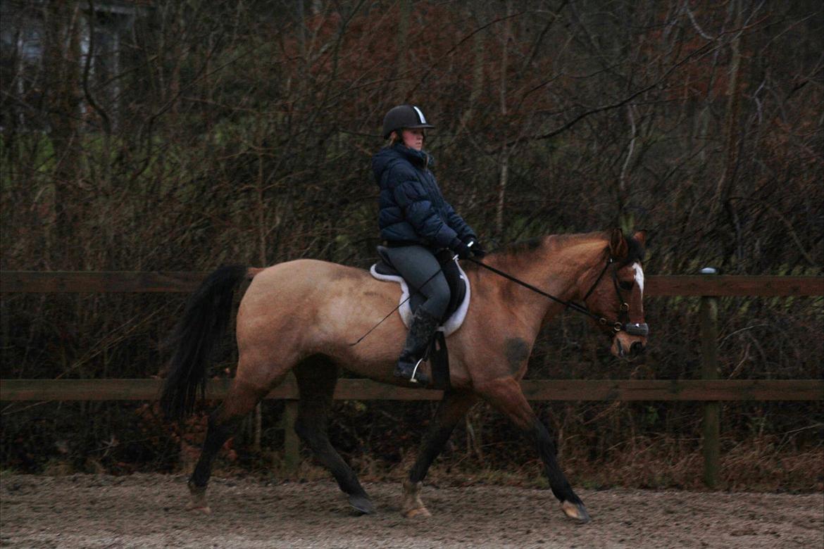 Anden særlig race Luna - Trav - Dressur undervisning af Stina :D Foto: MLS billede 8