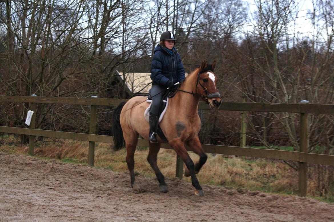 Anden særlig race Luna - Galop - Dressur undervisning af Stina Foto: MLS billede 9