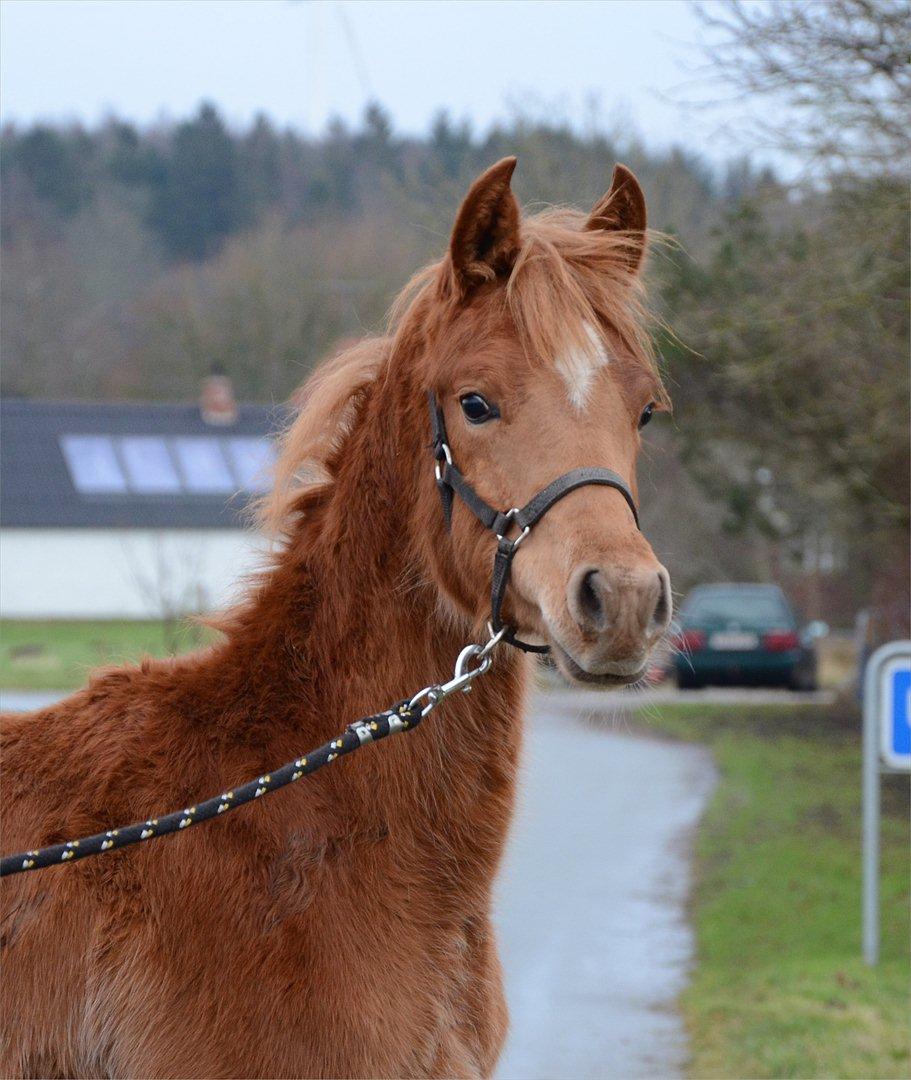 Arabisk fuldblod (OX) KI Gharib billede 4