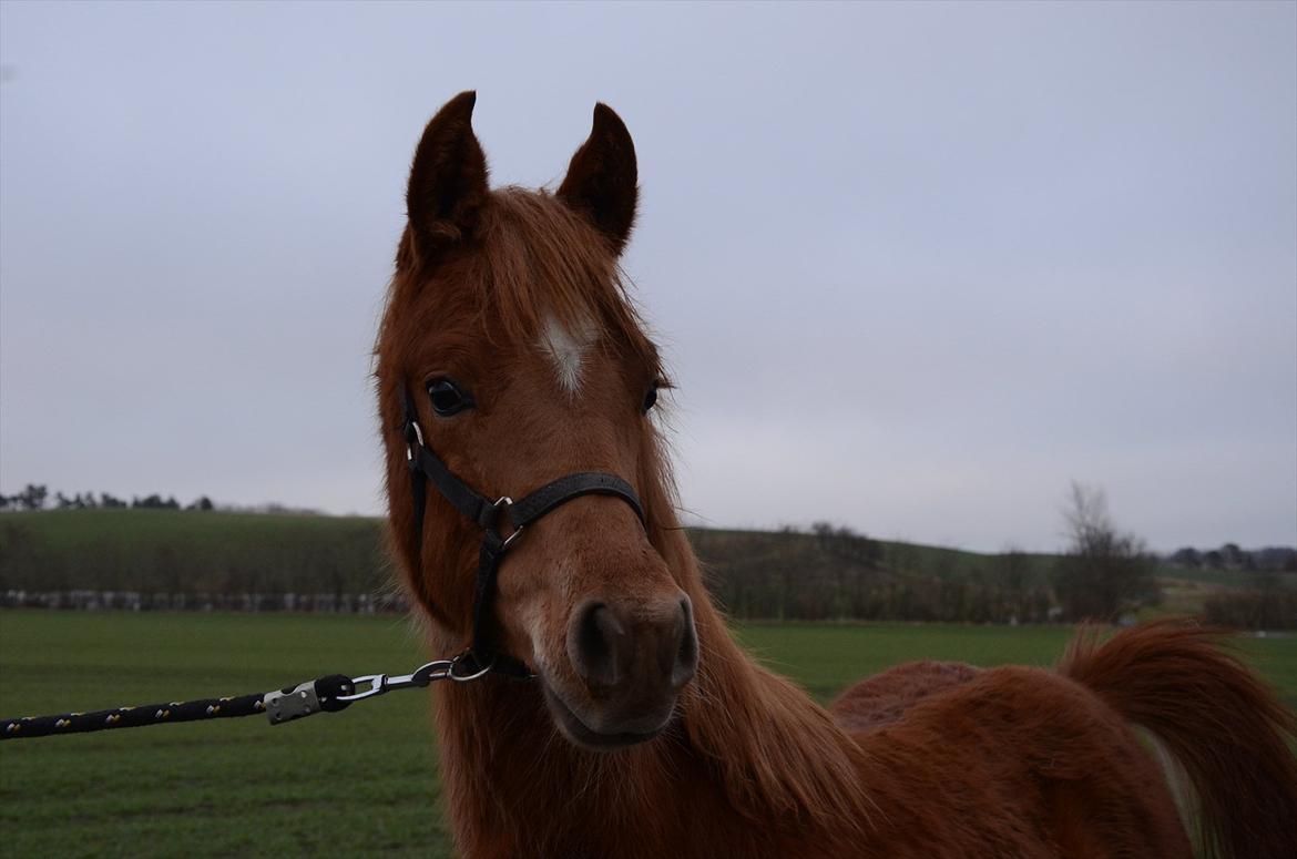 Arabisk fuldblod (OX) KI Gharib billede 5