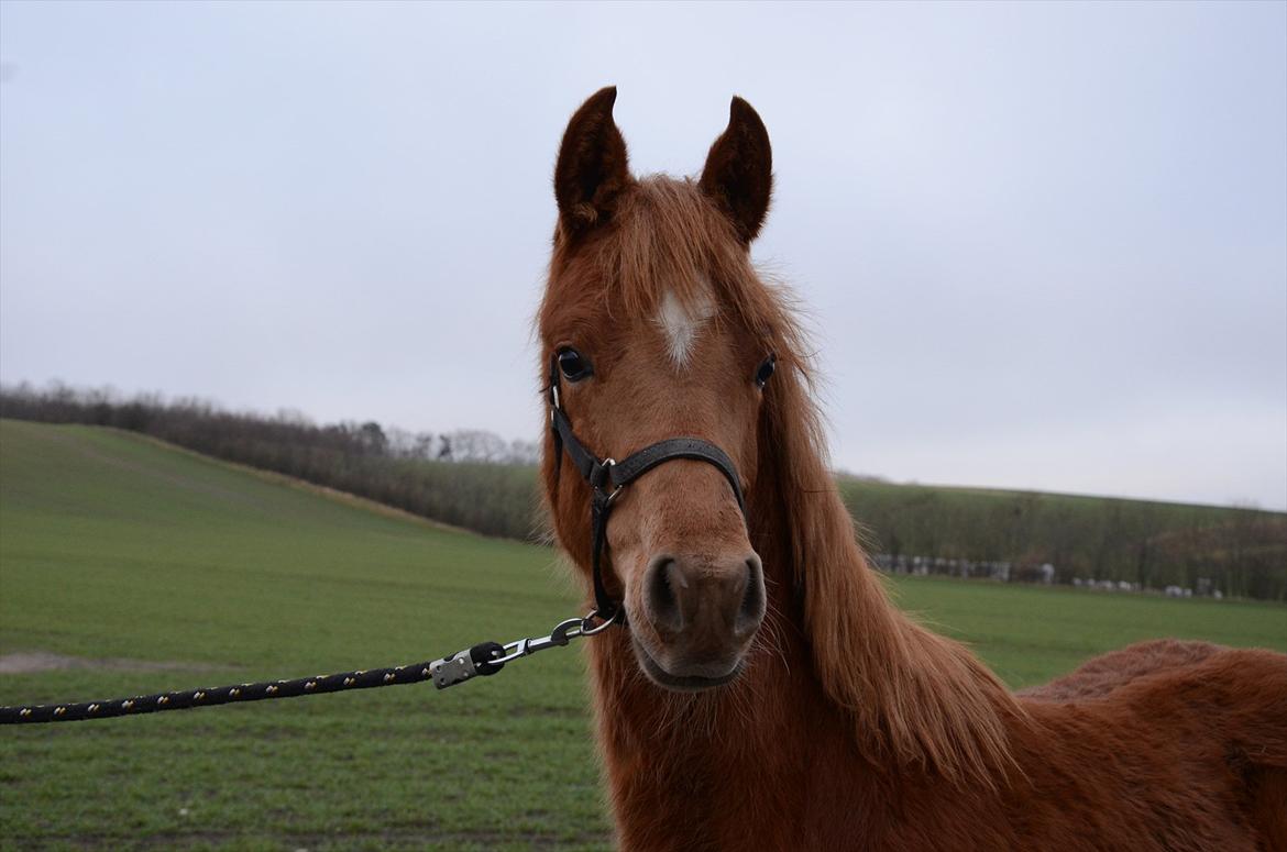 Arabisk fuldblod (OX) KI Gharib billede 6