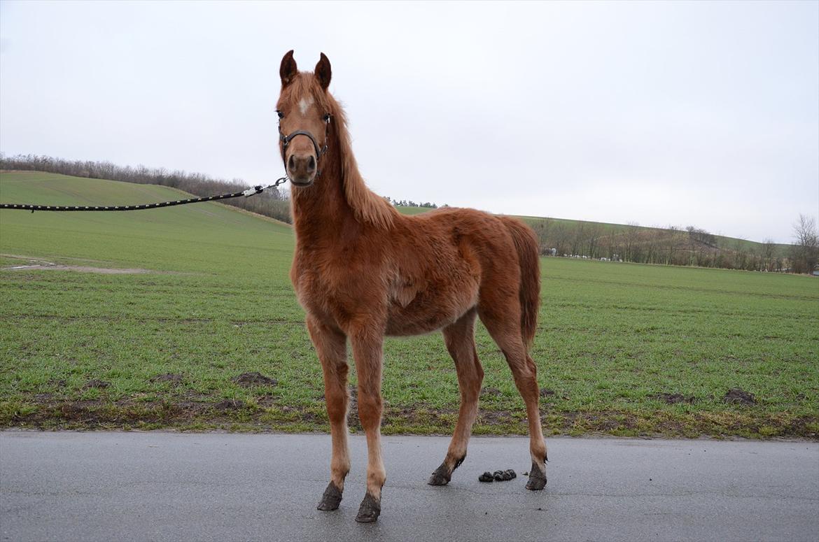 Arabisk fuldblod (OX) KI Gharib billede 7