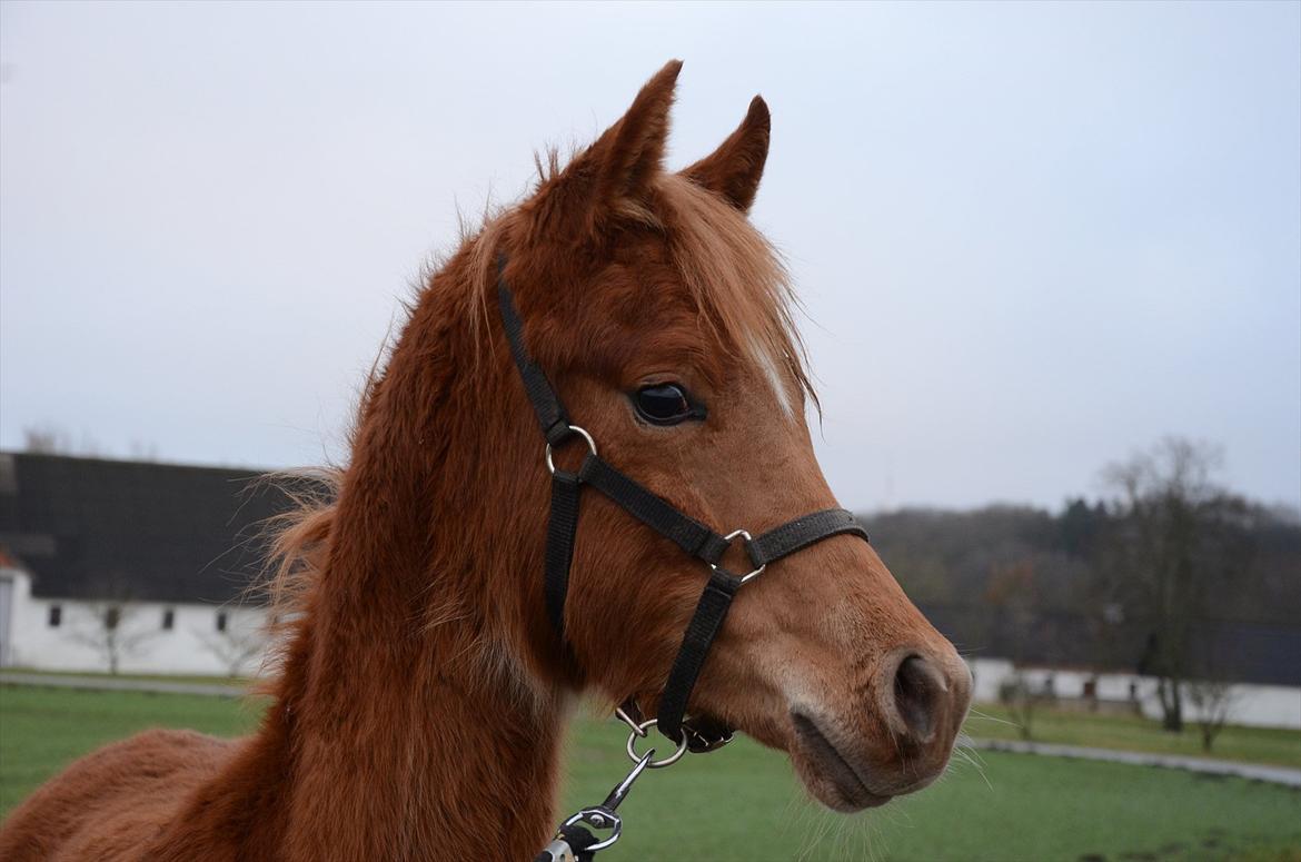 Arabisk fuldblod (OX) KI Gharib billede 8