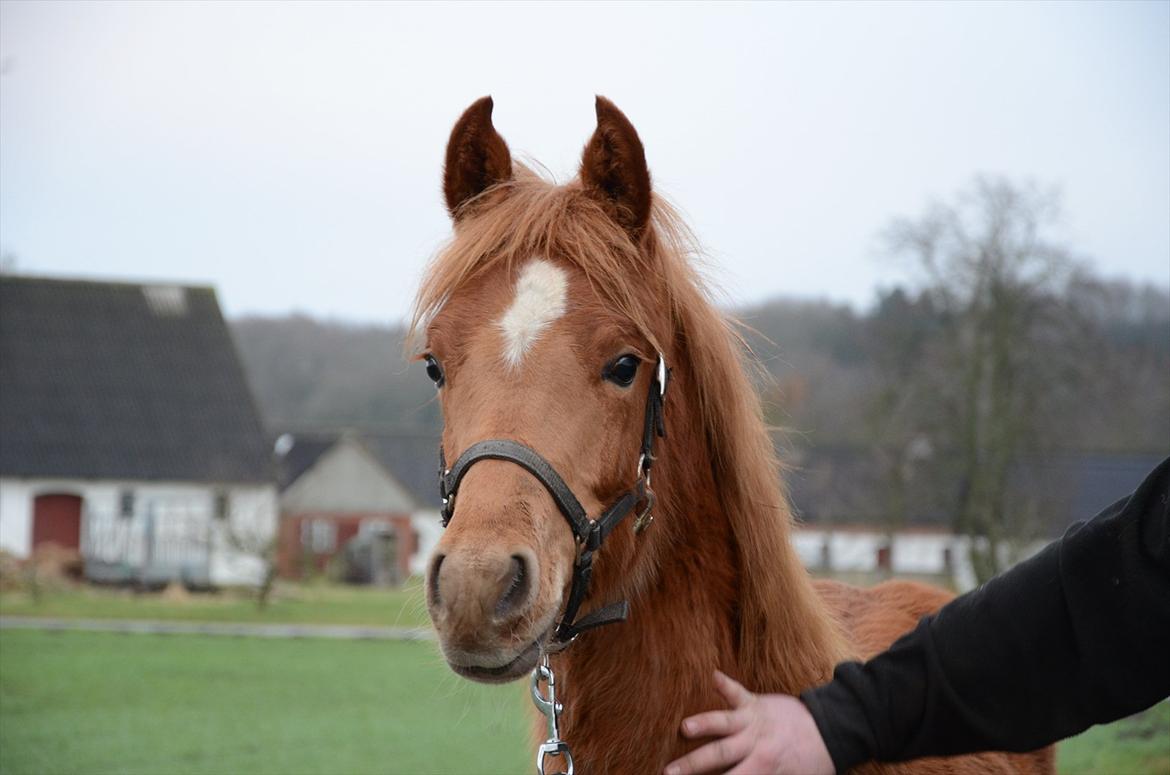 Arabisk fuldblod (OX) KI Gharib billede 10