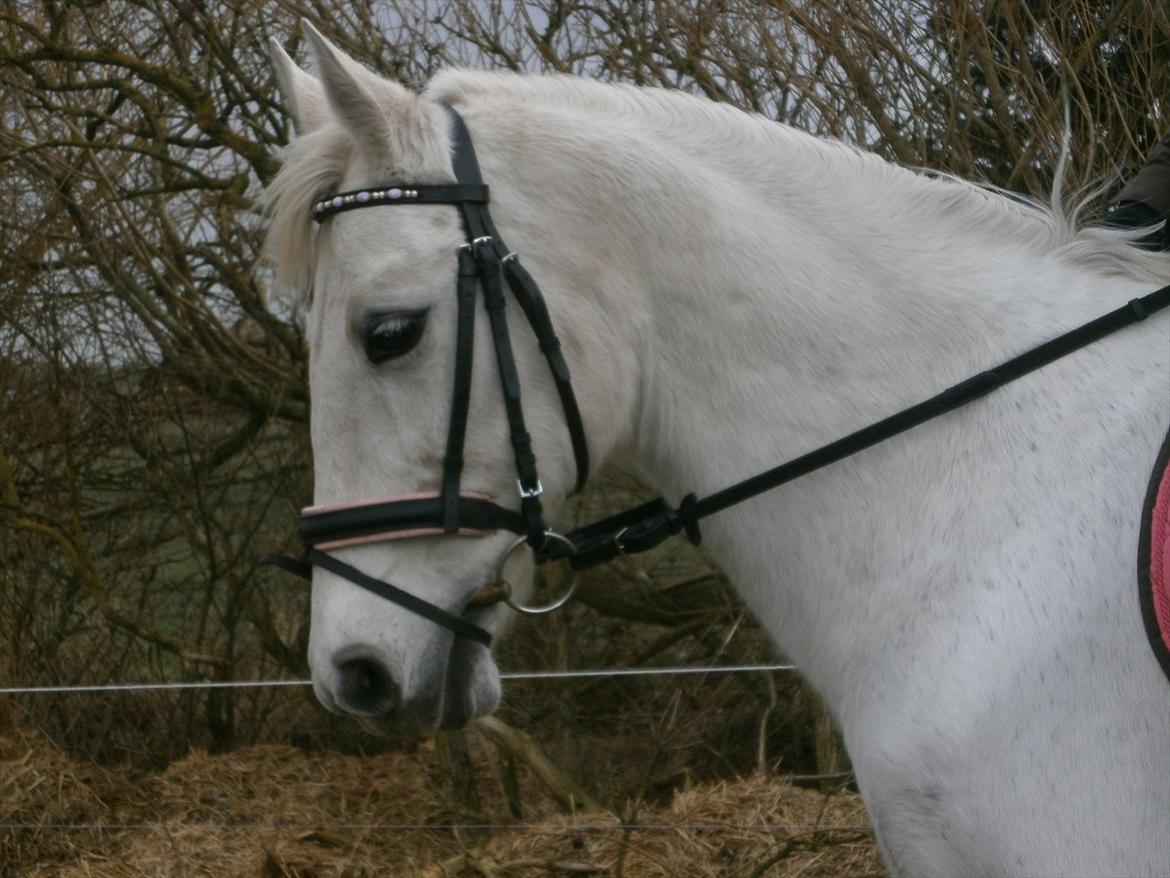 Tysk Sportspony salva billede 15