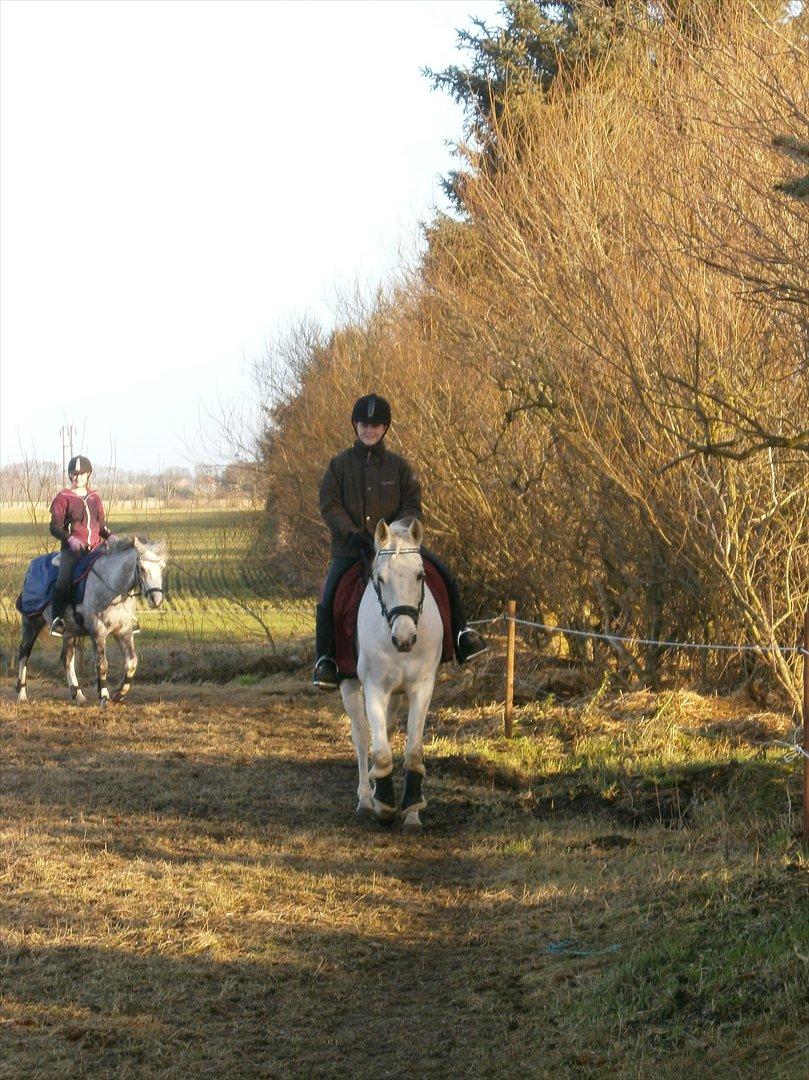 Tysk Sportspony salva billede 16