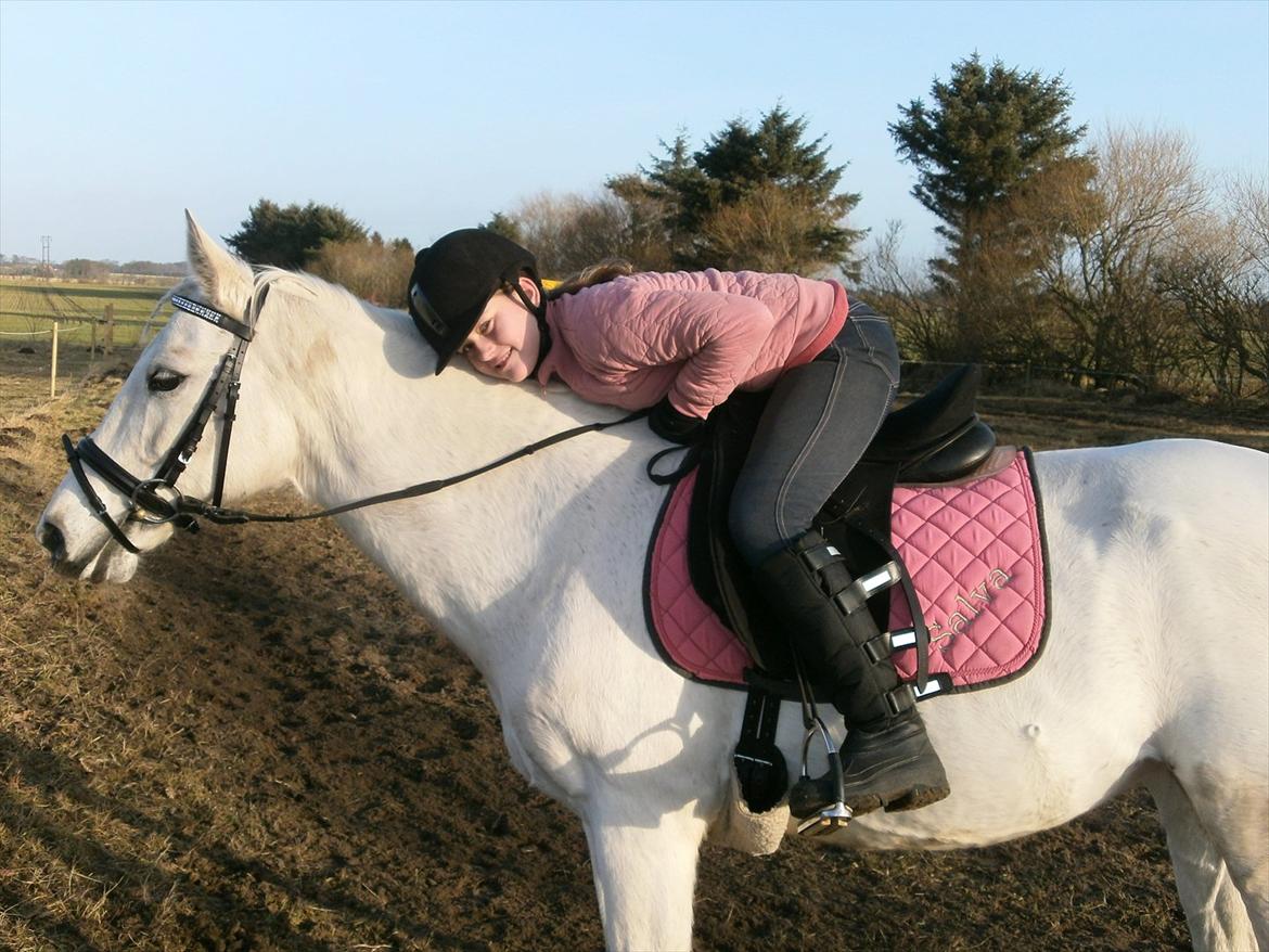 Tysk Sportspony salva billede 18