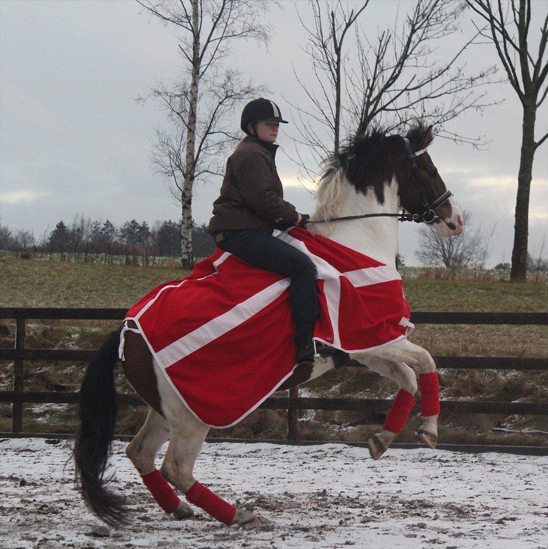 Pinto DAUGAARDS ABSINT - DANMARKS HESTEN i stejl ! xD Foto: Maja Milan. billede 17