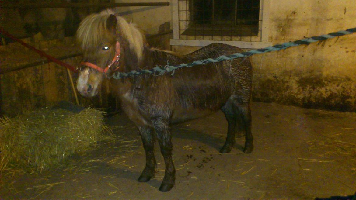 Anden særlig race Ismile billede 3