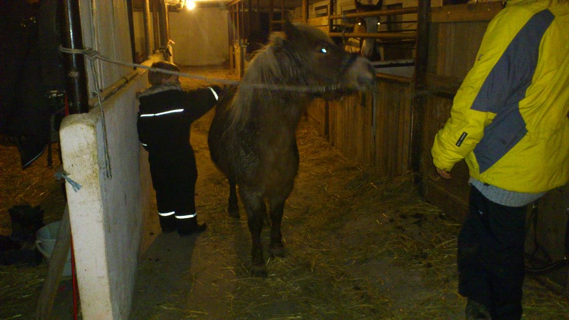 Anden særlig race Ismile billede 5