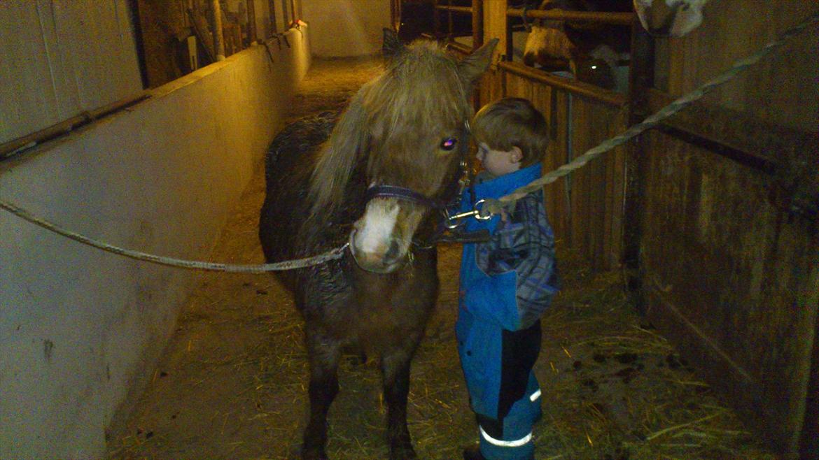 Anden særlig race Ismile billede 6