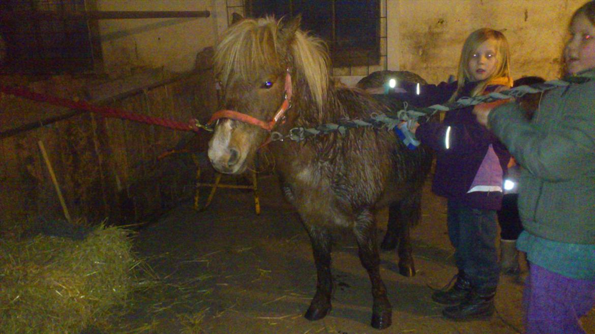 Anden særlig race Ismile billede 7