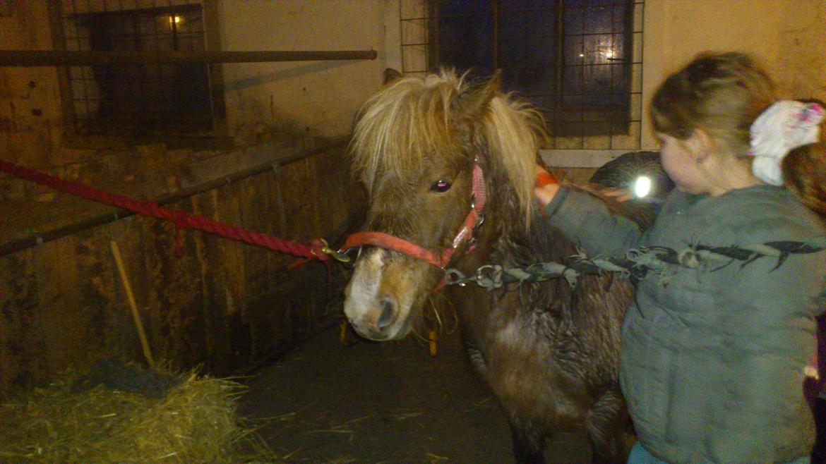 Anden særlig race Ismile billede 8