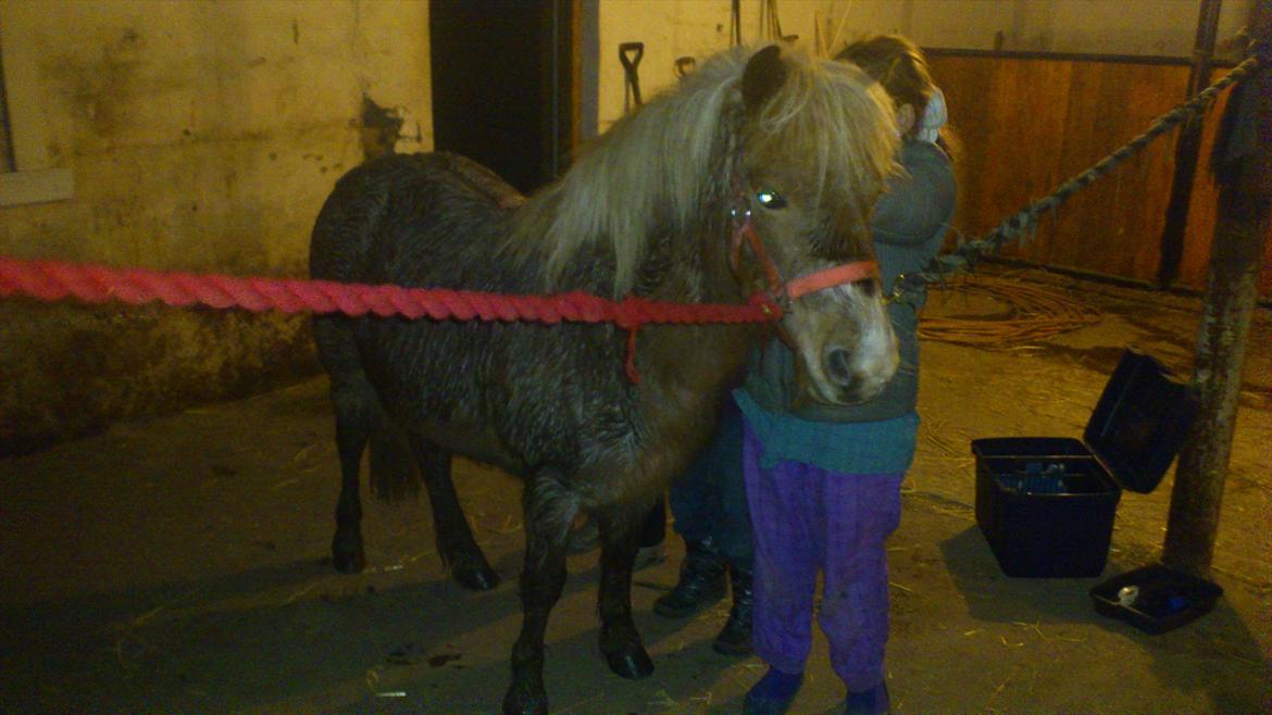 Anden særlig race Ismile billede 9