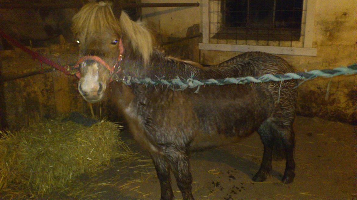 Anden særlig race Ismile billede 10