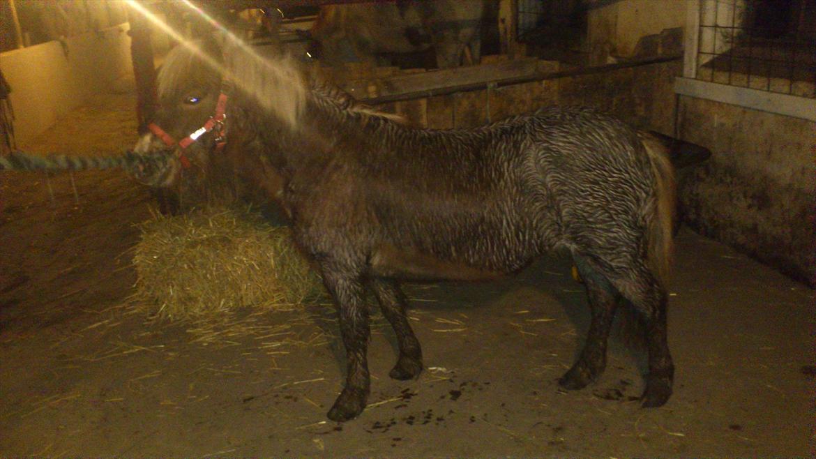 Anden særlig race Ismile billede 12