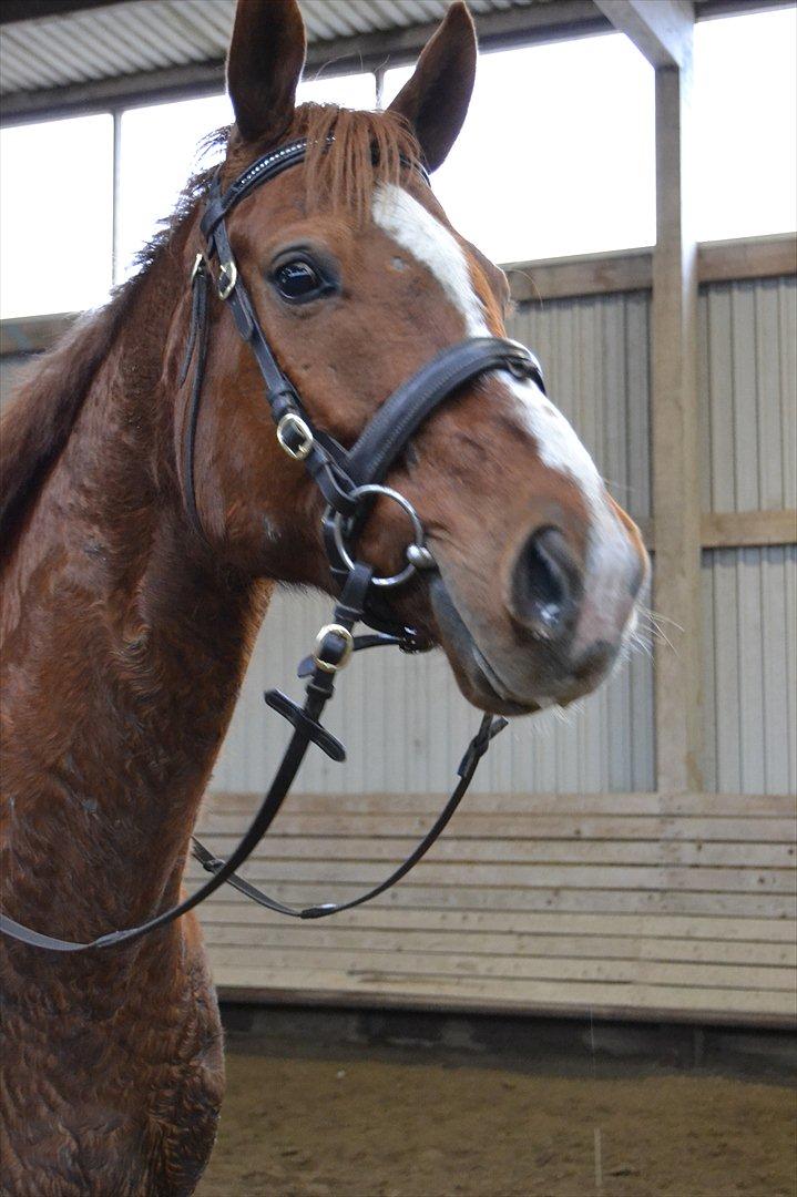 Anden særlig race Bonus himmel hest  billede 1