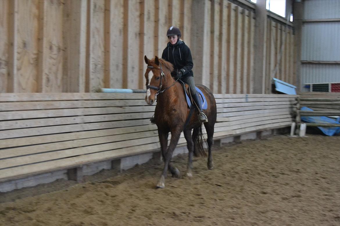 Anden særlig race Bonus himmel hest  billede 2