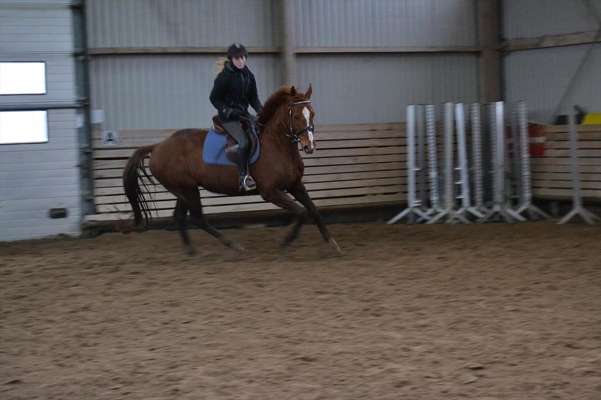 Anden særlig race Bonus himmel hest  billede 3