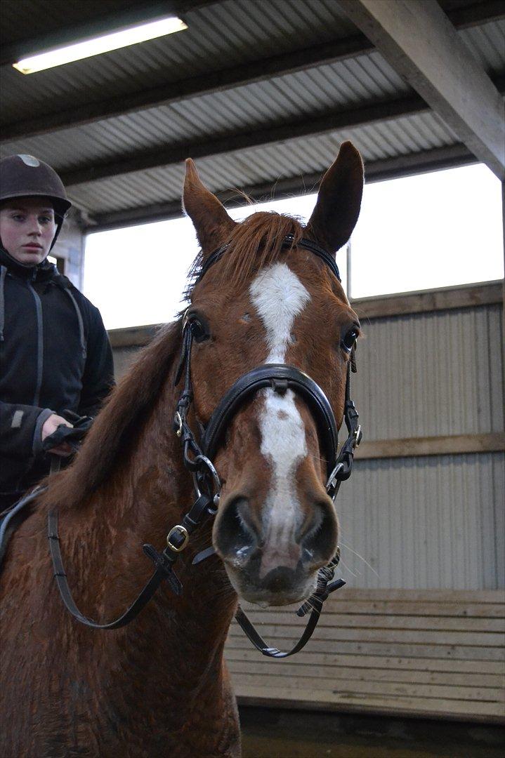 Anden særlig race Bonus himmel hest  billede 4