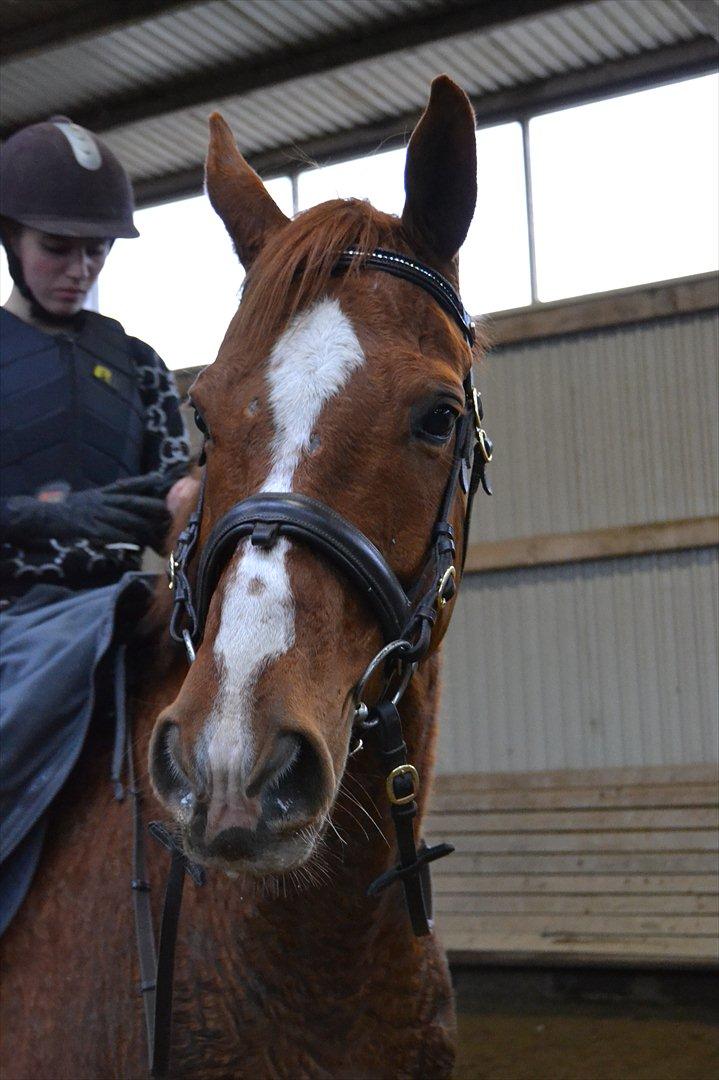 Anden særlig race Bonus himmel hest  billede 5