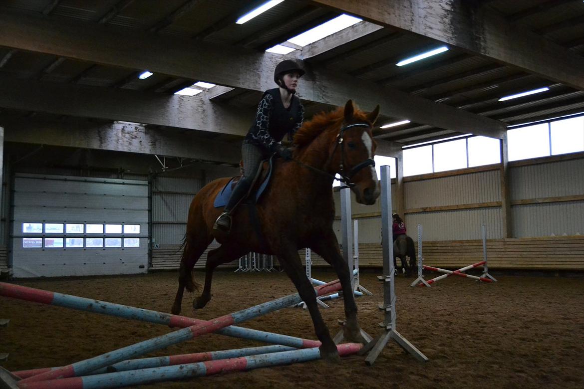 Anden særlig race Bonus himmel hest  billede 6